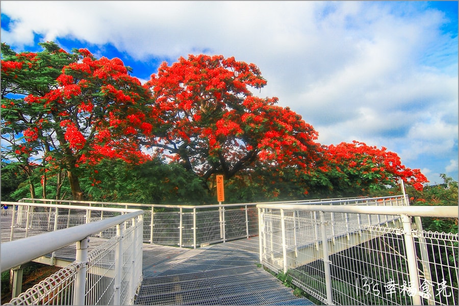【彰化八卦山賞花】八卦山天空步道「彰化藝術高中鳳凰花開」~五月底開始紅的無法無人又美的逼人啦! - 第7張圖
