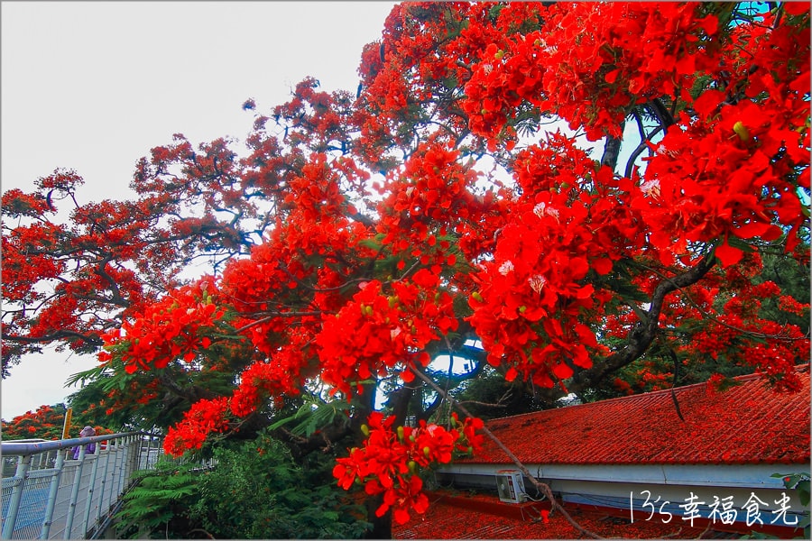 【彰化八卦山賞花】八卦山天空步道「彰化藝術高中鳳凰花開」~五月底開始紅的無法無人又美的逼人啦! - 第14張圖