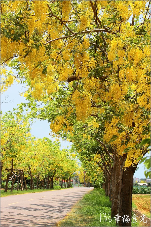 【台南白河賞花】白河詔安厝的鄉間小道的黃金花帶「阿勃勒大道」~黃金雨現正盛放中.實在炫目耀眼|白河阿勃勒大道|台南阿勃勒 - 第14張圖