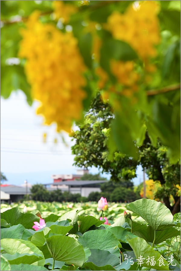 【台南白河賞花】白河詔安厝的鄉間小道的黃金花帶「阿勃勒大道」~黃金雨現正盛放中.實在炫目耀眼|白河阿勃勒大道|台南阿勃勒 - 第21張圖