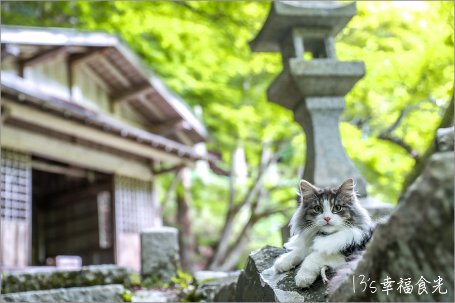 【鳥取旅遊行程】鳥取自由行DAY4鳥取鐵道主題一日遊～若櫻鐵道＆智頭急行｜隼駅｜若櫻駅｜戀山形駅｜八頭迷你SL蒸汽火車博物館｜不動院岩屋堂｜板井原傳統的建造物群保存地區 @13&#039;s幸福食光