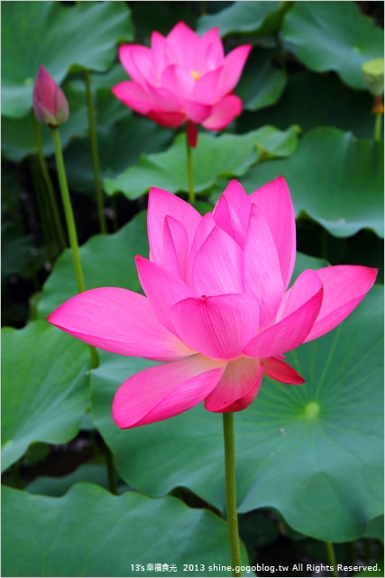 【南投2013荷花季】初夏旅行~就從「中興新村賞荷花」開始 - 第52張圖