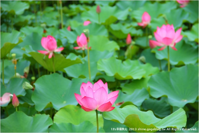 【南投2013荷花季】初夏旅行~就從「中興新村賞荷花」開始 - 第28張圖