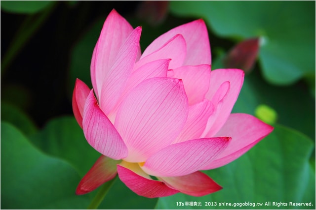 【南投2013荷花季】初夏旅行~就從「中興新村賞荷花」開始 - 第20張圖