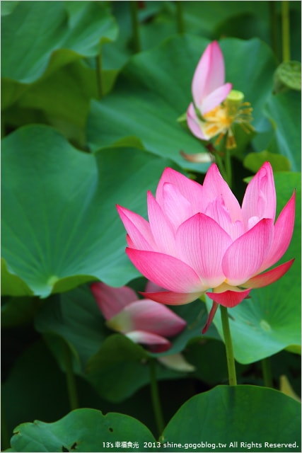 【南投2013荷花季】初夏旅行~就從「中興新村賞荷花」開始 - 第16張圖