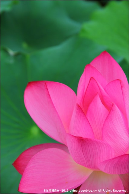 【南投2013荷花季】初夏旅行~就從「中興新村賞荷花」開始 - 第55張圖