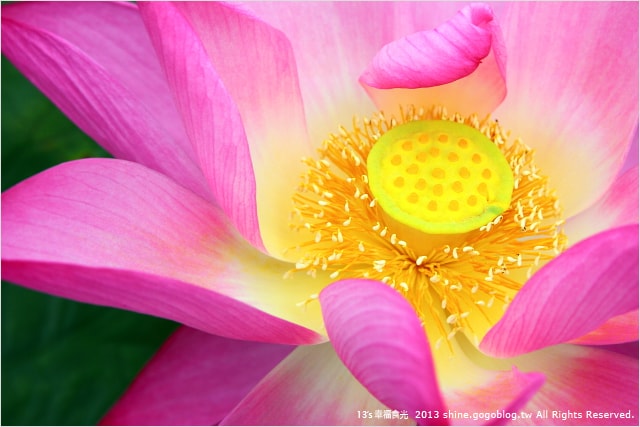 【南投2013荷花季】初夏旅行~就從「中興新村賞荷花」開始 - 第54張圖