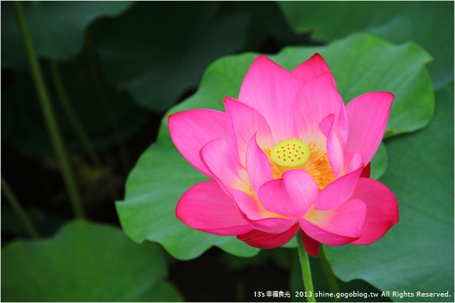 【南投2013荷花季】初夏旅行~就從「中興新村賞荷花」開始 - 第53張圖