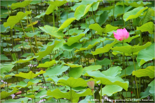 【南投2013荷花季】初夏旅行~就從「中興新村賞荷花」開始 - 第42張圖