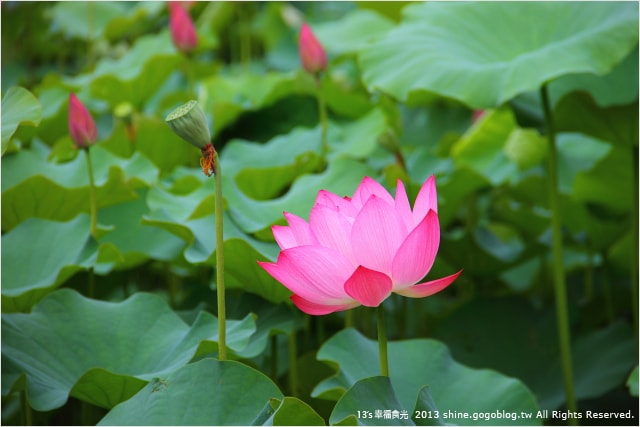 【南投2013荷花季】初夏旅行~就從「中興新村賞荷花」開始 - 第40張圖