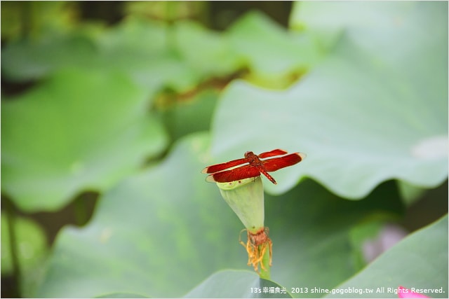 【南投2013荷花季】初夏旅行~就從「中興新村賞荷花」開始 - 第37張圖