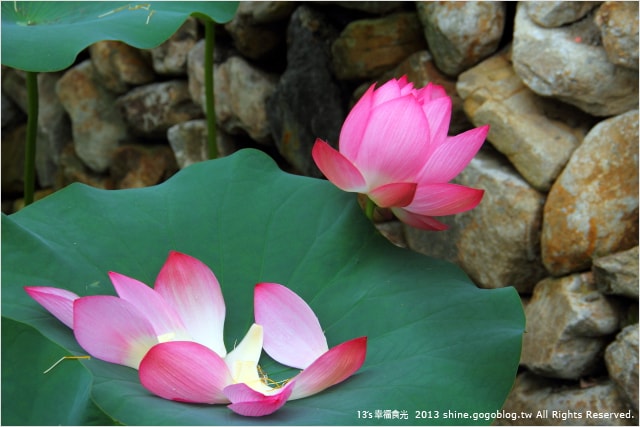 【南投2013荷花季】初夏旅行~就從「中興新村賞荷花」開始 - 第34張圖