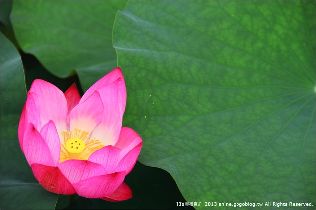 【南投2013荷花季】初夏旅行~就從「中興新村賞荷花」開始 - 第31張圖