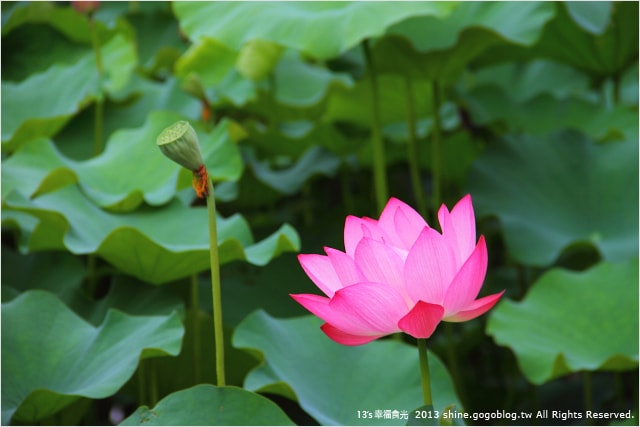 【南投2013荷花季】初夏旅行~就從「中興新村賞荷花」開始 - 第32張圖