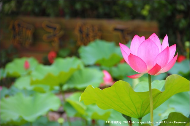 【南投2013荷花季】初夏旅行~就從「中興新村賞荷花」開始 - 第27張圖
