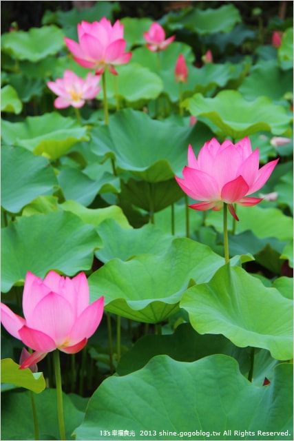 【南投2013荷花季】初夏旅行~就從「中興新村賞荷花」開始 - 第25張圖