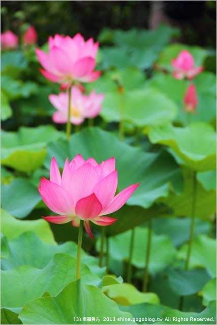 【南投2013荷花季】初夏旅行~就從「中興新村賞荷花」開始 - 第24張圖