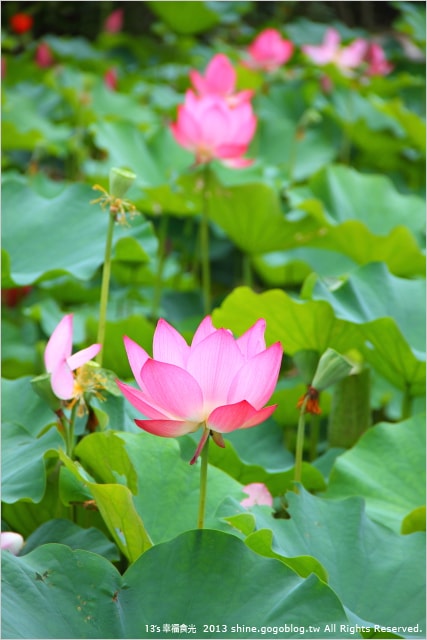 【南投2013荷花季】初夏旅行~就從「中興新村賞荷花」開始 - 第15張圖