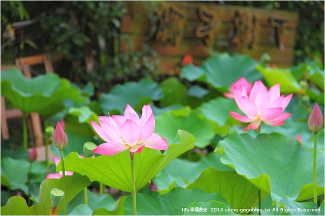 【南投2013荷花季】初夏旅行~就從「中興新村賞荷花」開始 - 第14張圖