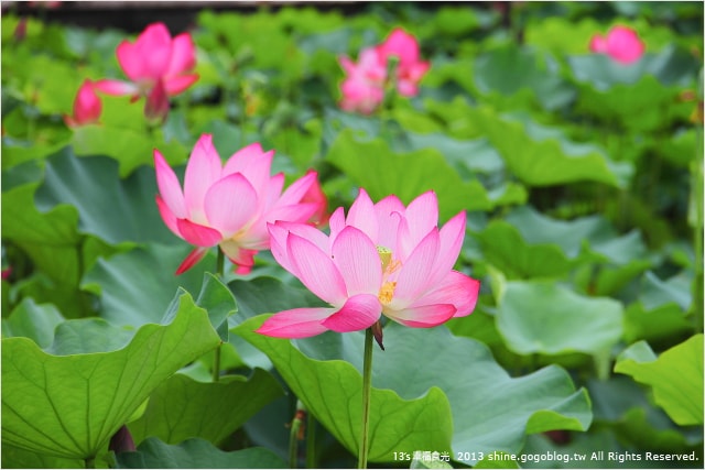 【南投2013荷花季】初夏旅行~就從「中興新村賞荷花」開始 - 第13張圖