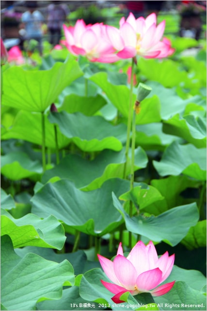 【南投2013荷花季】初夏旅行~就從「中興新村賞荷花」開始 - 第11張圖