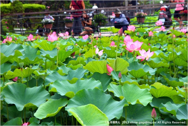 【南投2013荷花季】初夏旅行~就從「中興新村賞荷花」開始 - 第9張圖