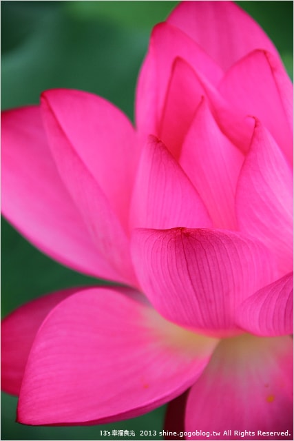 【南投2013荷花季】初夏旅行~就從「中興新村賞荷花」開始 - 第57張圖