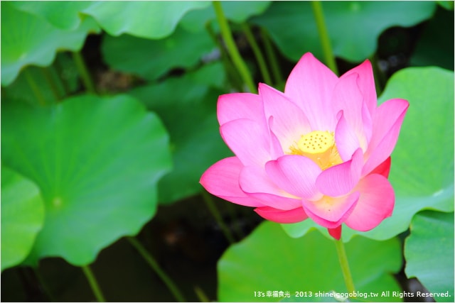 【南投2013荷花季】初夏旅行~就從「中興新村賞荷花」開始 - 第50張圖