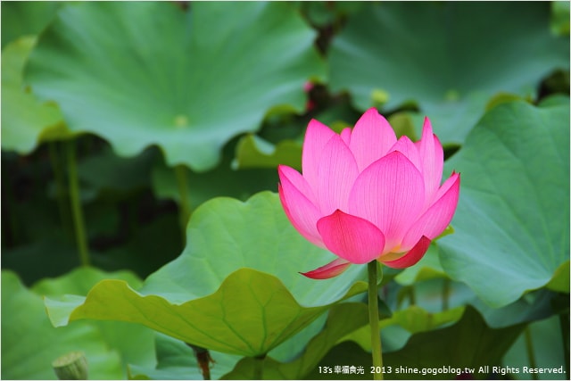 【南投2013荷花季】初夏旅行~就從「中興新村賞荷花」開始 - 第18張圖