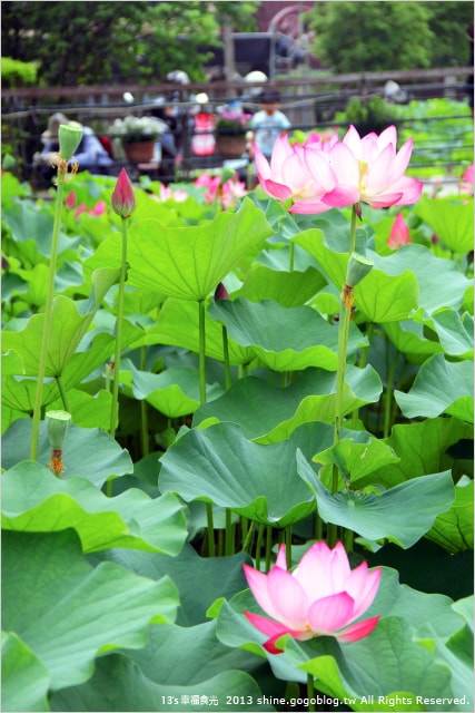 【南投2013荷花季】初夏旅行~就從「中興新村賞荷花」開始 - 第10張圖