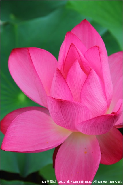 【南投2013荷花季】初夏旅行~就從「中興新村賞荷花」開始 - 第56張圖