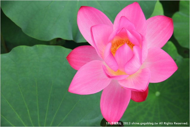 【南投2013荷花季】初夏旅行~就從「中興新村賞荷花」開始 - 第51張圖