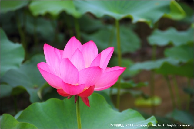 【南投2013荷花季】初夏旅行~就從「中興新村賞荷花」開始 - 第49張圖