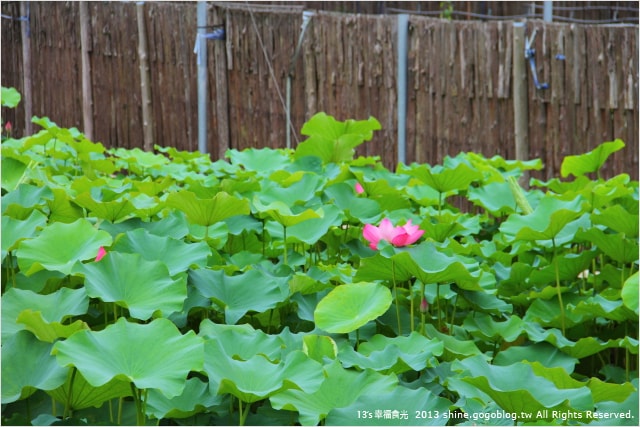 【南投2013荷花季】初夏旅行~就從「中興新村賞荷花」開始 - 第47張圖