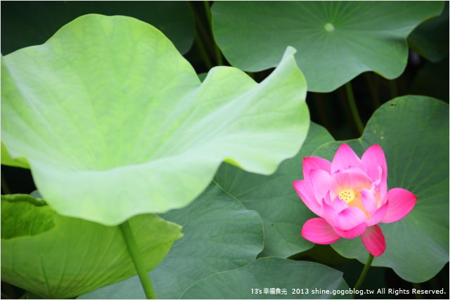 【南投2013荷花季】初夏旅行~就從「中興新村賞荷花」開始 - 第44張圖