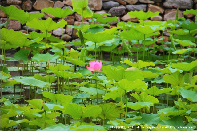 【南投2013荷花季】初夏旅行~就從「中興新村賞荷花」開始 - 第43張圖