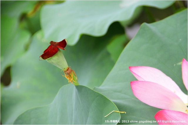 【南投2013荷花季】初夏旅行~就從「中興新村賞荷花」開始 - 第38張圖