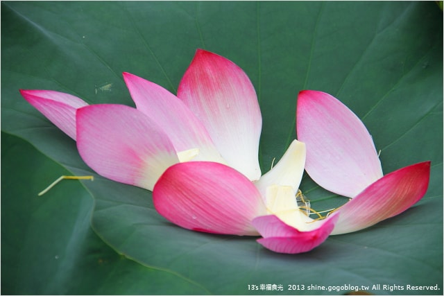 【南投2013荷花季】初夏旅行~就從「中興新村賞荷花」開始 - 第36張圖