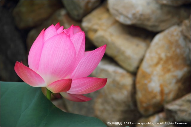 【南投2013荷花季】初夏旅行~就從「中興新村賞荷花」開始 - 第35張圖