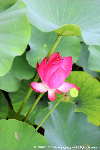 【南投2013荷花季】初夏旅行~就從「中興新村賞荷花」開始 - 第30張圖