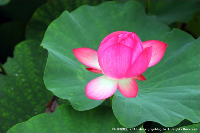 【南投2013荷花季】初夏旅行~就從「中興新村賞荷花」開始 - 第29張圖