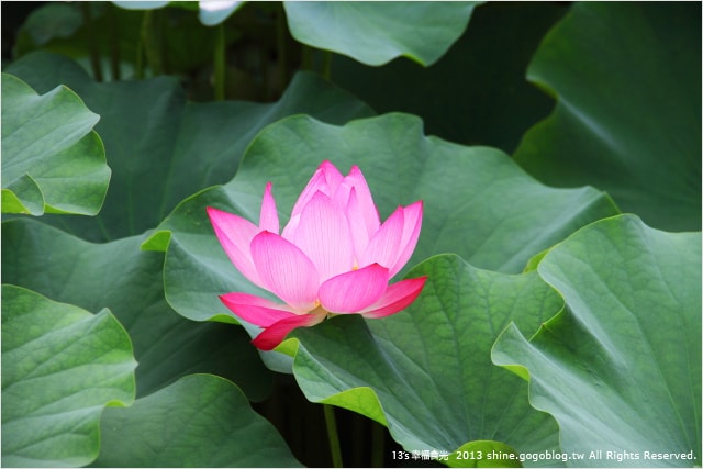 【南投2013荷花季】初夏旅行~就從「中興新村賞荷花」開始 - 第33張圖