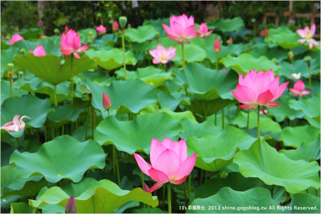 【南投2013荷花季】初夏旅行~就從「中興新村賞荷花」開始 - 第26張圖