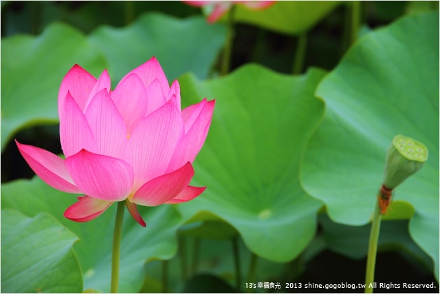 【南投2013荷花季】初夏旅行~就從「中興新村賞荷花」開始 - 第22張圖