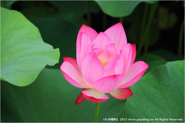 【南投2013荷花季】初夏旅行~就從「中興新村賞荷花」開始 - 第19張圖