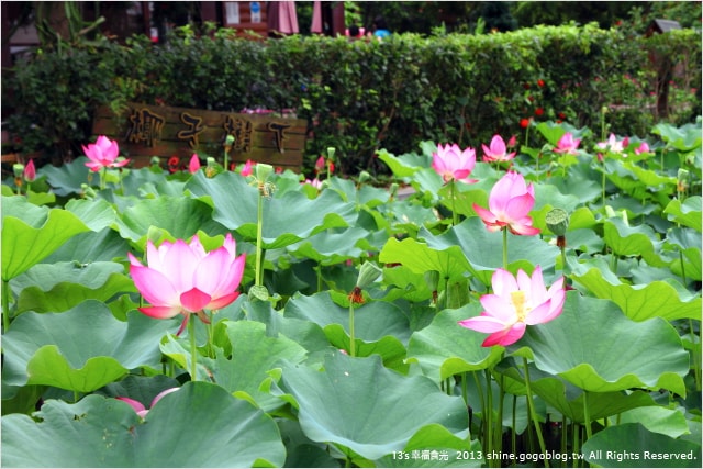 【南投2013荷花季】初夏旅行~就從「中興新村賞荷花」開始 - 第6張圖