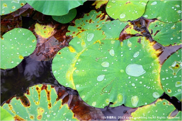 【南投2013荷花季】初夏旅行~就從「中興新村賞荷花」開始 - 第4張圖