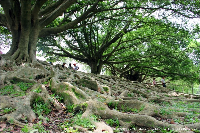 【南投2013荷花季】初夏旅行~就從「中興新村賞荷花」開始 - 第62張圖