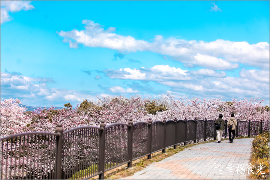 海洋塔Iwaki Marine Tower櫻花
