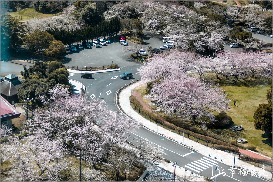 海洋塔Iwaki Marine Tower櫻花